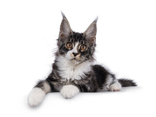 Expressive Maine Coon cat kitten, laying down on edge. Looking straight to camera. Isolated on a white background.