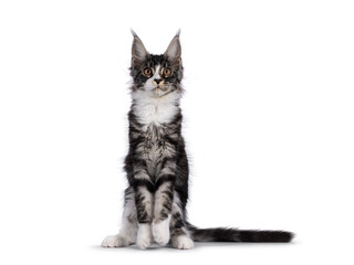Expressive Maine Coon cat kitten, sitting up like meerkat. Looking above camera. Isolated on a white background.