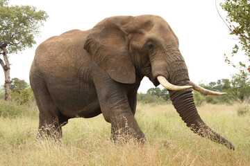 Fototapeta premium Afrikanischer Elefant / African elephant / Loxodonta africana