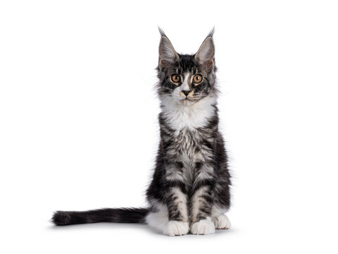 Expressive Maine Coon cat kitten, sitting up facing front. Looking straight to camera. Isolated on a white background.