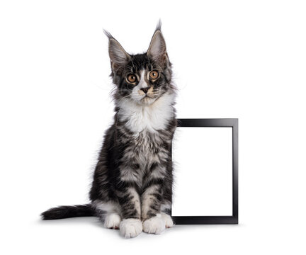 Expressive Maine Coon cat kitten, sitting beside empty picture frame. Looking straight to camera. Isolated on a white background.