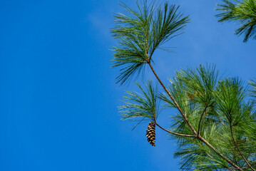 Close-up of White pine Pinus strobus brach with big pine cone on blye sky background. Nature concept for design. Place for your text