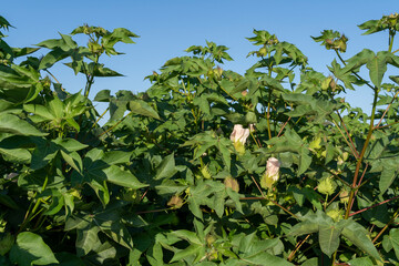 A cotton field in the Hefer Valley
