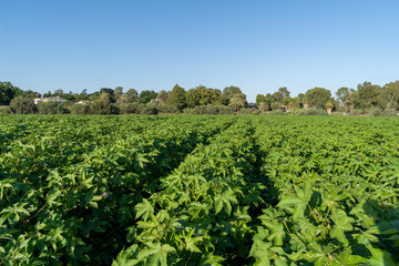 Fototapeta na wymiar A cotton field in the Hefer Valley