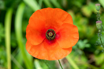Fototapeta premium Red poppy (papaver rhoeas) a common wild garden red flower plant used in armistice remembrance day celebrations and is often called corn poppy, stock photo image