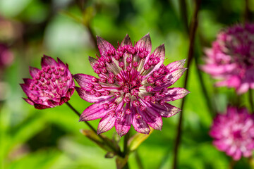 Astrantia major Gill Richardson Group a summer autumn fall flowering plant with a crimson red summertime flower commonly known as great black masterwort, stock photo image