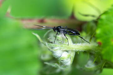 Ichneumonid wasp (Ichneumon Coelichneumon) a parasitic black flying insect, stock photo image