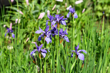 Blooming Iris sibirica in the arboretum of Tatranska Lomnica, High Tatras, Slovakia. 