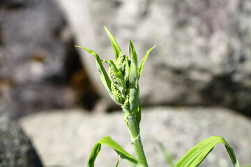 Not yet blooming Veratrum album in the arboretum of Tatranska Lomnica, High Tatras, Slovakia, highly poisonous. 