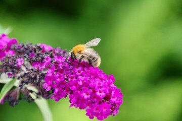 Hummel Sommerflieder