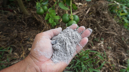 Handling of ashes used as fertilizer for the maintenance of plants planted in the agricultural garden.