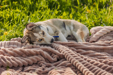 husky dog lies on a blanket