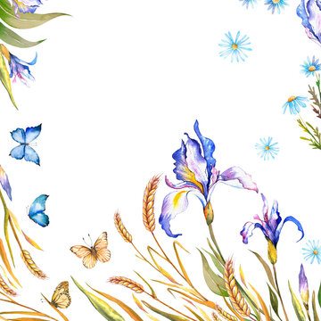 Summer meadow card with blue iris flowers, wheat spickelets and butterflies. Watercolor illustration on white background.