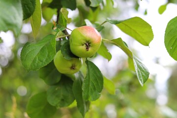 Green organic orchards with rows of apple trees.
