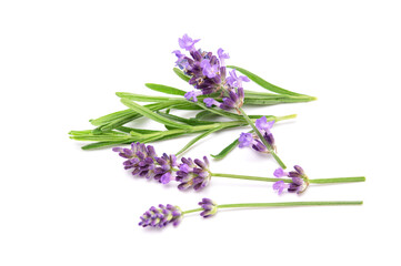 Lavender sprig flowering isolated on white background. Aromatic evergreen shrub.