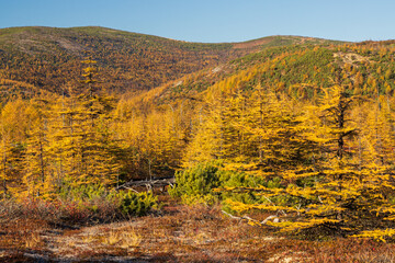 Colorful autumn landscape. View of yellowed larches and mountains. Larch forest in a mountain valley. Traveling and hiking in the wilderness. Beautiful northern nature of the Magadan region, Russia.