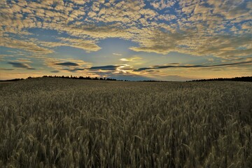 Pole zboża (żyto) po zachodzie słońca, Polska, wiejski krajobraz / Grain (rye) field after...