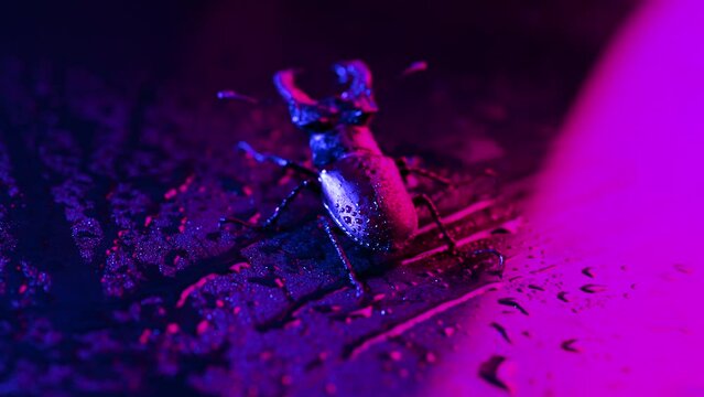 Horned beetle deer on violet wet neon surface with rain drops. Beautiful insect listed in Red List, largest rare male stag in europe - Lucanus cervus. Wildlife. Close up.