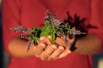 The hands of a woman with red jacket holding peppermint sprig in bloom on her hands in a ecological field at sunset