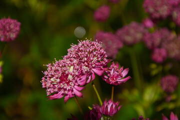 red wild flowers in an Irish garden in Galway in spring