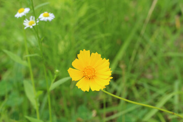 初夏の野原で、横に茎を伸ばしている一輪の黄色いオオキンゲイギク。少し離れたところに三輪のヒメジョオン