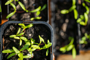 Seedlings on compost in pots in Australia 