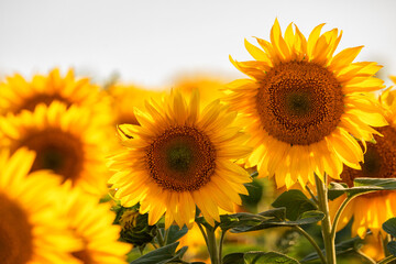 Obraz premium A blooming field of sunflowers. Bright sunflower flower close-up,