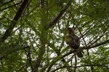 Oriental Honey Buzzard or Pernis Ptilorhyncus closeup on tree in natural green background at Ranthambore national park forest Rajasthan India asia