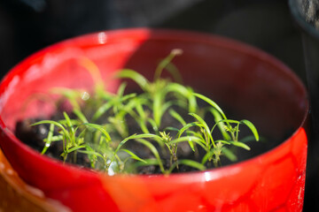 Seedlings on compost in pots in Australia 