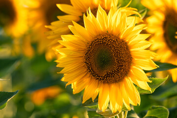 A blooming field of sunflowers. Bright sunflower flower close-up,