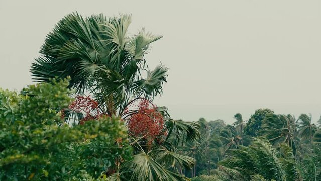 A strong wind sways trees, branches and palm trees on a summer day. Sea in the background.