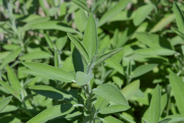 Common sage, Salvia officinalis, a culinary herb