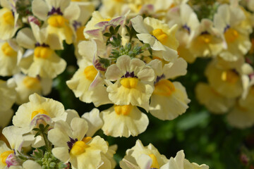 Nemesia, Nesia Sunshine, delicate yellow flowers