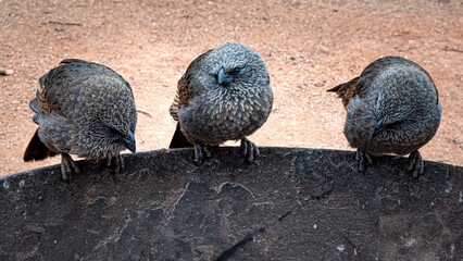 Three Apostle Birds perched on the rim of an old iron ring, curious and very social Australian native birds.