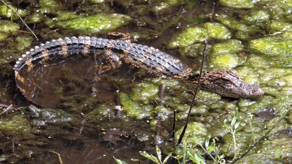 Young American Florida Alligator in Florida Everglades Swamp