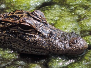 Young American Florida Gator Reptile  Head Closeup in Swamp
