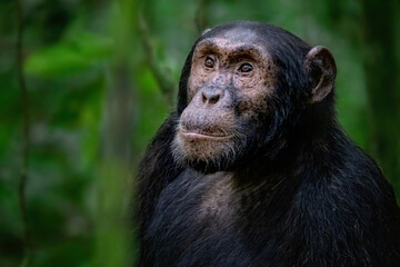 Adult chimpanzee, pan troglodytes, in the tropical rainforest of Kibale National Park, western Uganda. - obrazy, fototapety, plakaty