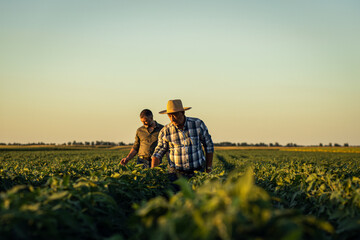 Two farmers in a field examining soy crop at sunset.