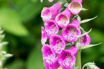 Fragment of a blooming pink decorative foxglove close-up. © Ludmila