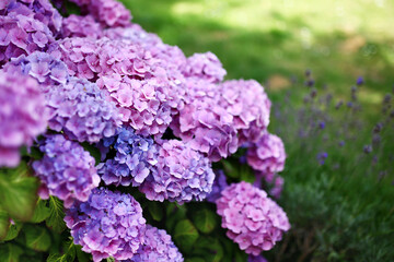 Hortensia, purple hydrangea tree in garden