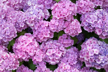 Hortensia, purple hydrangea flowers in garden