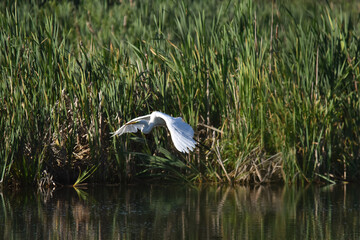 Great egret in flight