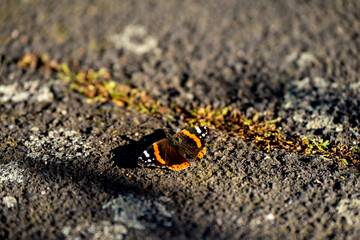 Schmetterling thront in einem Sonnenstrahl