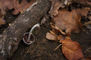 Little grey mushroom jn ground among branches, dry brown leaves in autumn forest. Beautiful nature, macro world photography.