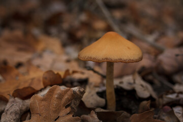 Little brown mushroom among dry brown leaves in autumn forest. Beautiful nature, macro world photography.