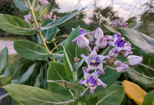 Close view of Purple Crown flower or Giant Indian milkweed on natural background. Calotropis gigantea. Medicinal plant.