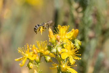 Pequeña abeja recolectando nectar de Hipérico