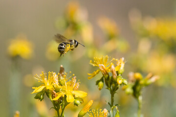 Pequeña abeja recolectando nectar de Hipérico