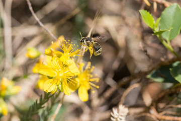 Pequeña abeja recolectando nectar de Hipérico