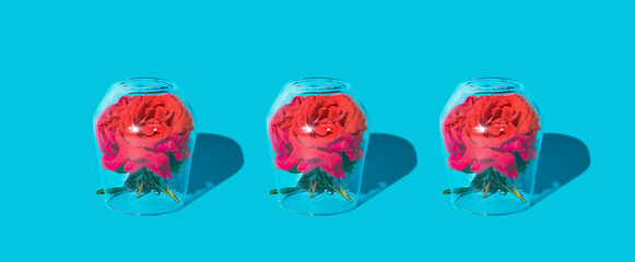 Fototapeta premium Red roses under the glass stand against a cyan background